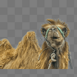 骆驼动物棕色