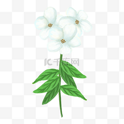 企业实力展示图片_白色茉莉花植物