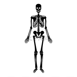 人类骨骼图片_骷髅人图标黑色矢量插图图像平面