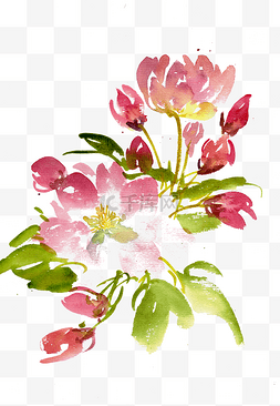 水墨水墨花瓣图片_美丽的海棠花