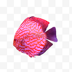 热带游泳潜水鱼