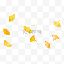 秋天黄色树叶图片图片_秋天银杏叶落叶
