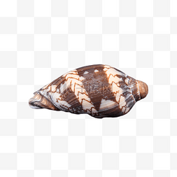 海洋夏天外壳海螺