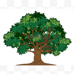 árvore图片_矢量橡木树