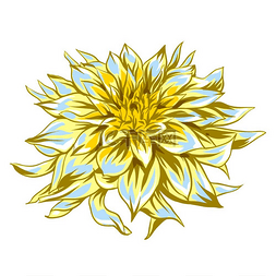 大丽花花图片_蓬松的黄色大丽花的插图。