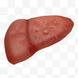 人体内脏脏器图片_医疗肝硬化肝癌人体内脏器官