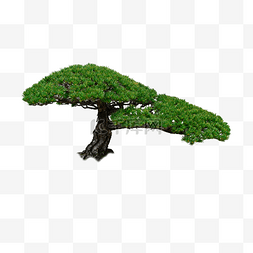 松树剪图片_松树小型树盆栽绿植树枝盆景