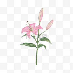 水彩花卉图案元素图片_植物花卉水彩百合花