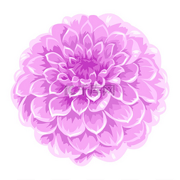 盛开的紫苑花的插图。