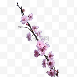 樱花摄影粉色春季