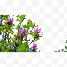 紫玉兰图片_木兰树开花春天紫玉兰