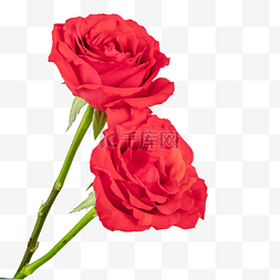 红色花束玫瑰花图片_红色玫瑰花