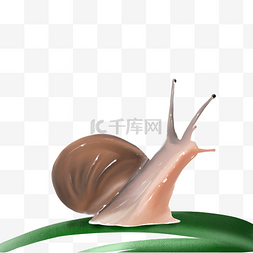 软体动物蜗牛