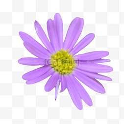 花瓣蓝紫色图片_鹅河菊花瓣花园粉色