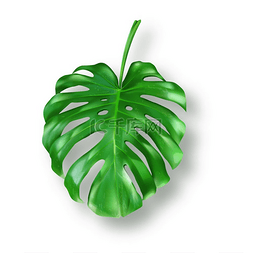 白色背景矢量上的热带绿色龟背竹