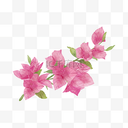 粉色花卉水彩花卉图片_九重葛水彩花卉粉色花枝