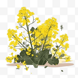 卡通黄色油菜花图片_卡通手绘黄色油菜花