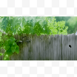 树篱笆图片_篱笆上的绿叶