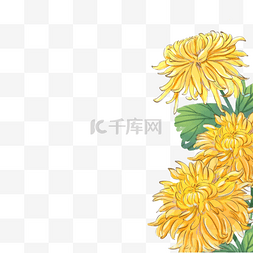 盆栽野菊花图片_重阳节菊花