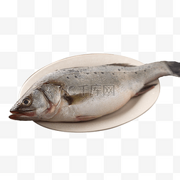 鲈鱼食材海鲜
