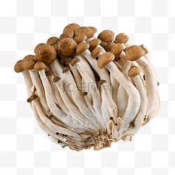 蟹味菇蔬菜蘑菇