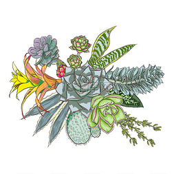 绝对ok图片_绿色多彩的多汁 Echeveria 设计花束