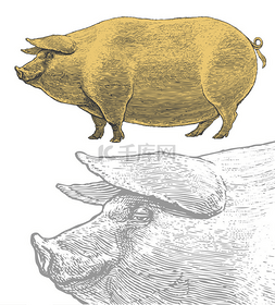 猪还是猪在复古雕刻风格