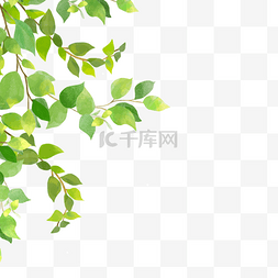 叶尤加利图片_植物学图案水彩尤加利叶边框