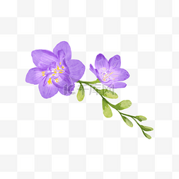 苍兰水彩婚礼花卉紫色花朵