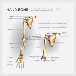 脊椎治疗图片_手臂和手骨矢量图