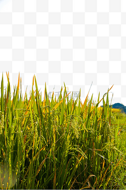 稻谷稻穗高坡风景