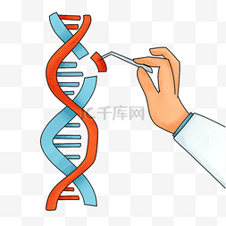 矢量染色体图片_基因中的科学密码