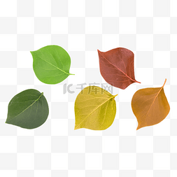 生长过程图片_五片树叶变色过程