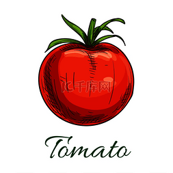 红色的番茄图片_有叶子的蕃茄。
