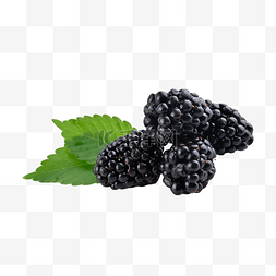 黑莓食品饮食黑色