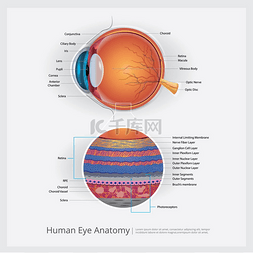 人眼解剖矢量图