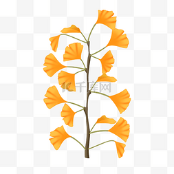 秋天银杏树树叶植物叶子黄色