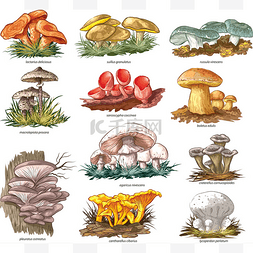 可食用的蘑菇