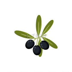 橄榄草图片_橄榄树枝上有叶子，黑色成熟的浆