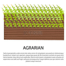 玉米小麦图片_用于网页设计的土地矢量插图现场