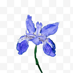 观赏花图片_公园观赏花植物花卉蓝色鸢尾花