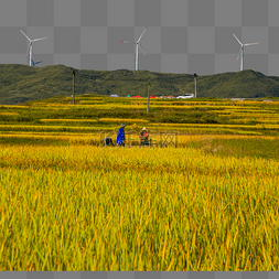 稻田风景图片_秋收农民稻田风景