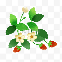 草莓绿叶图片_草莓果实藤蔓