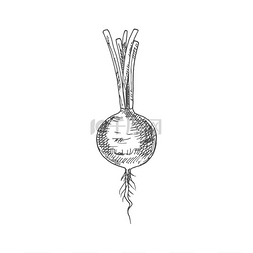 莱莱图片_萝卜蔬菜矢量示意图莱菔子植物根