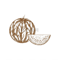 成熟的条纹西瓜水果素描。