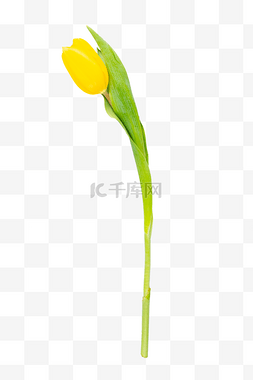 一枝花花图片_一枝黄色郁金香