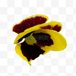 黄色的花瓣图形图片_三色堇黄色花瓣特写