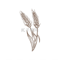 手绘芒种插图图片_绘制小麦穗矢量植物在白色背景上