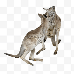 草原袋鼠图片_摄影图澳大利亚狩猎袋鼠