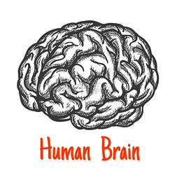 下面符号图片_人类大脑以灰色雕刻程式化的素描